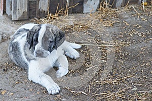 Mastiff dog puppy lying on the farm floor