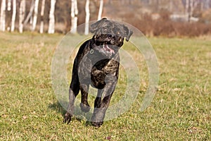 Mastiff dog runs in a field in autumn in the grass yawns