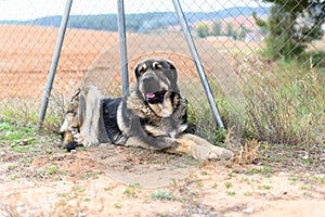 Mastiff dog sitting on the ground chained to a fence