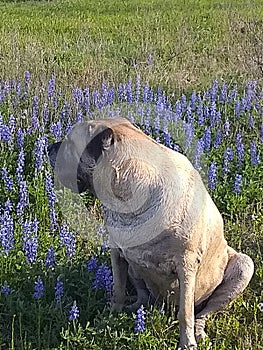 Mastiff in field of Bluebonnets