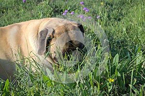 Mastiff in field