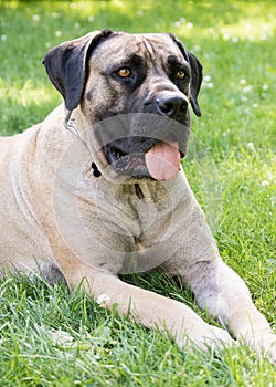 Mastiff Mix Laying in Yard