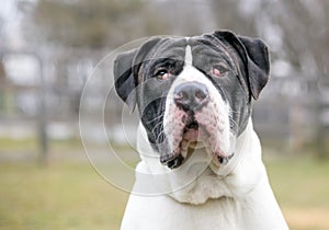 A Mastiff mixed breed dog with