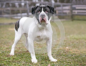 A Mastiff mixed breed dog with