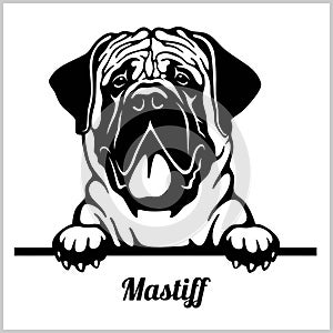 Mastiff - Peeking Dogs - breed face head isolated on white