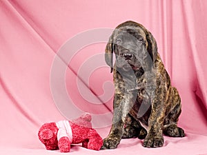 Mastiff Pup