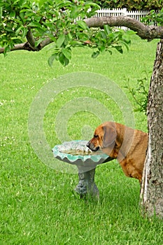 Mastiff Rottweiler mix drinking from a birdbath