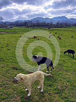 Mastiffn dogs aking care of a herd of goats