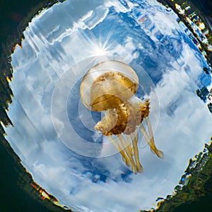 Mastigias papua or Golden medusa. Lenmakana Jellyfish Lake, Misool