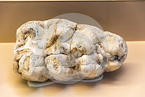 Mastodon Mammut molars