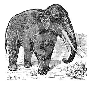 Mastodon in the old book The main ideas of zoology, by E. Perie, 1896, S.-Petersburg