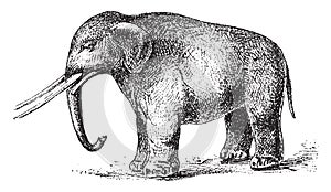 Mastodon restores, vintage engraving