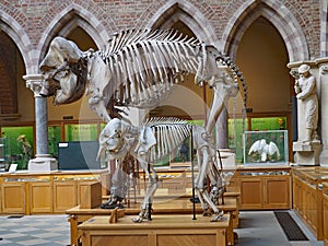 Mastodon skeleton