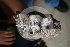 Mastodon Tooth Molar