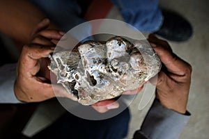 Mastodon Tooth Molar