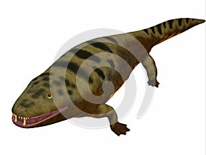 Mastodonsaurus Amphibian Body