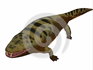 Mastodonsaurus Amphibian Body photo