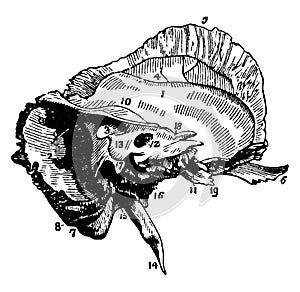 The Mastoid and Petrous Portions of the Temporal Bone, vintage illustration photo
