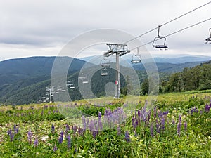 Masts of cablecar with empty seats in Skalka, Slovakia with field of Lupinus perennis