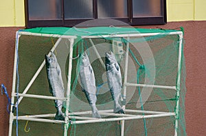 Masu salmon drying. photo