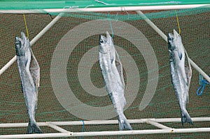 Masu salmon drying. photo