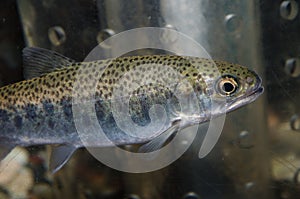 Masu salmon Oncorhynchus masou masou photo
