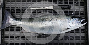 Masu salmon Oncorhynchus masou fresh raw just catched. photo