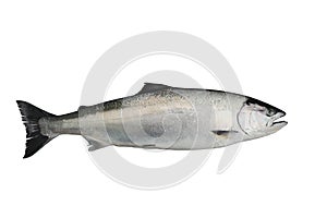Masu salmon Oncorhynchus masou isolated on white background. photo