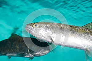 Masu salmons Oncorhynchus masou masou photo