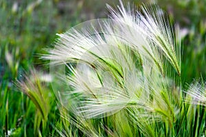 Mat grass. Feather Grass or Needle Grass, Nassella tenuissima