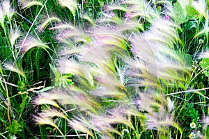Mat grass. Feather Grass or Needle Grass, Nassella tenuissima