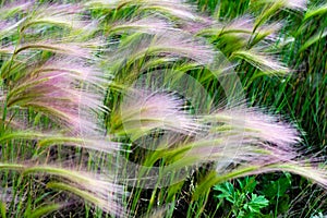 Mat grass. Feather Grass or Needle Grass, Nassella tenuissima