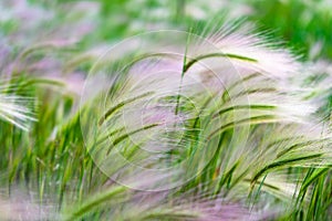 Mat grass. Feather Grass or Needle Grass, Nassella tenuissima