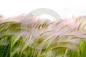 Mat grass. Feather Grass or Needle Grass, Nassella tenuissima