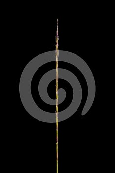 Mat Grass (Nardus stricta). Inflorescence Closeup
