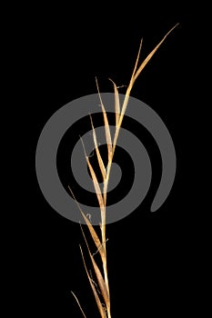 Mat Grass (Nardus stricta). Mature Inflorescence Closeup