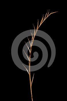 Mat Grass (Nardus stricta). Mature Inflorescence Closeup