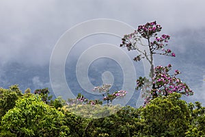 Mata Atlantica near Morretes, Brazil photo