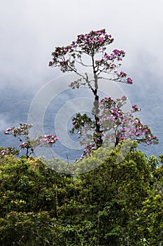 Mata Atlantica near Morretes, Brazil photo