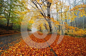 Mata da Albergaria road, Autumn, Geres