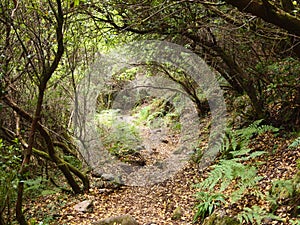 The Mata da Albergaria, a well-preserved oak forest within Peneda-GerÃªs national park, northern Portugal