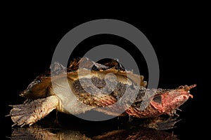 Mata mata, Chelus fimbriata on isolated Black Background