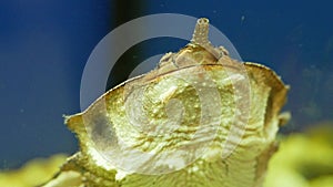 Mata mata freshwater turtle Chelus fimbriata head closeup. Funny smiling turtle