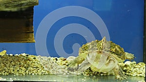 Mata mata freshwater turtle Chelus fimbriata swimming in the aquarium. Funny smiling turtle