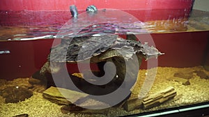 Mata mata Turtle, Chelus fimbriata swims in the aquarium.