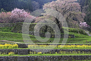 Matabee cherry tree in Nara