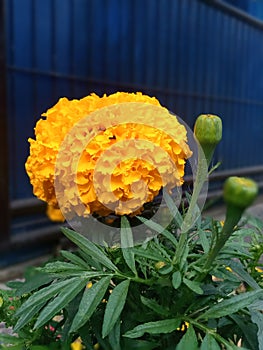 Matahari flower photo