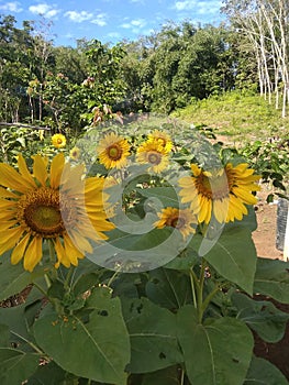 Matahari sun flower photo