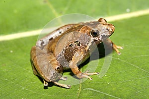 The Matang narrow-mouthed frog (Microhyla borneensis) in natural habitat
