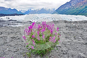 The Matanuska Glacier in Alaska